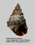Echinolittorina pascua