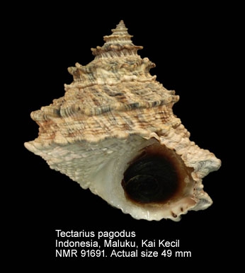 Tectarius pagodus