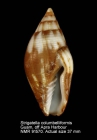 Strigatella colombelliformis