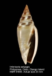 Imbricaria astyagis