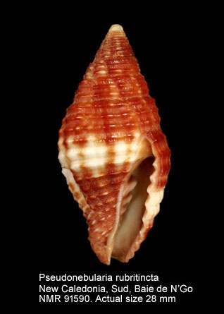 Pseudonebularia rubritincta