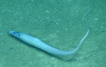 Aldrovandia gracilis, 2179 m Gulf of Mexico

Image courtesy of the NOAA Office of Ocean Exploration and Research, Gulf of Mexico 2017. Identification from photograph by K. Sulak.