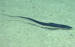 Aldrovandia oleosa, 1613 m Gulf of Mexico

Image courtesy of the NOAA Office of Ocean Exploration and Research, Gulf of Mexico 2017. Identification from photograph by K. Sulak.