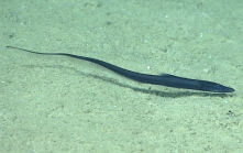 Aldrovandia oleosa, 1613 m Gulf of Mexico

Image courtesy of the NOAA Office of Ocean Exploration and Research, Gulf of Mexico 2017. Identification from photograph by K. Sulak.