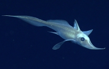 Harriotta raleighana, 1618 m Gulf of Mexico

Image courtesy of the NOAA Office of Ocean Exploration and Research, Gulf of Mexico 2017. Identification from photograph by D. Ebert, Pacific Shark Research Center, Moss Landing Marine Laboratories.