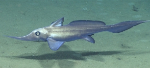Harriotta raleighana, 1920 m Gulf of Mexico

Image courtesy of the NOAA Office of Ocean Exploration and Research, Gulf of Mexico 2017. Identification from photograph by D. Ebert, Pacific Shark Research Center, Moss Landing Marine Laboratories.