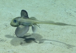 Chimaeriformes