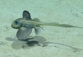 Hydrolagus mirabilis, 793 m Gulf of Mexico

Image courtesy of the NOAA Office of Ocean Exploration and Research, Gulf of Mexico 2017. Identification from photograph by D. Ebert, Pacific Shark Research Center, Moss Landing Marine Laboratories.