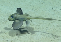 Hydrolagus mirabilis, 793 m Gulf of Mexico

Image courtesy of the NOAA Office of Ocean Exploration and Research, Gulf of Mexico 2017. Identification from photograph by D. Ebert, Pacific Shark Research Center, Moss Landing Marine Laboratories.