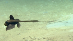 Hydrolagus mirabilis, 803 m Gulf of Mexico

Image courtesy of the NOAA Office of Ocean Exploration and Research, Gulf of Mexico 2017. Identification from photograph by D. Ebert, Pacific Shark Research Center, Moss Landing Marine Laboratories.