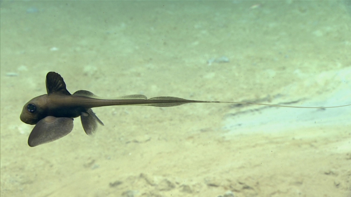 Hydrolagus mirabilis Hydrolagus mirabilis