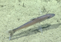 Bathypterois bigelowi, 729 m Gulf of Mexico

Image courtesy of the NOAA Office of Ocean Exploration and Research, Gulf of Mexico 2017. Identification from photograph by A. Quattrini and K. Sulak.
