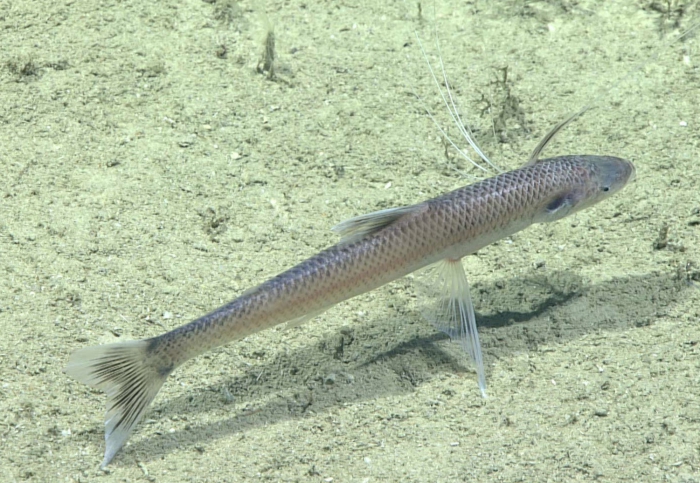 Bathypterois bigelowi Bathypterois bigelowi