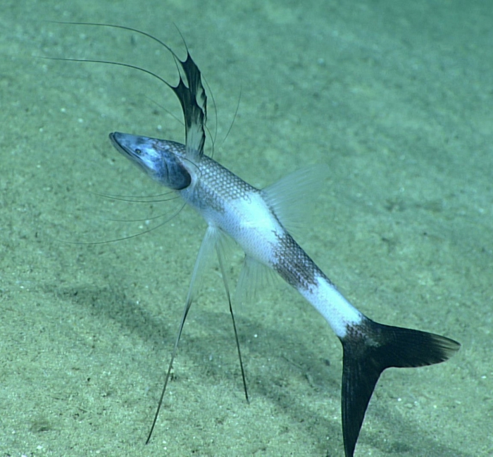 Bathypterois viridensis Bathypterois viridensis