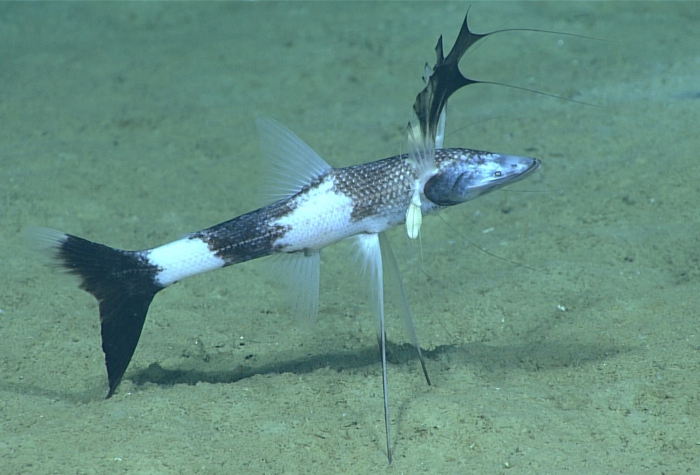 Bathypterois viridensis Bathypterois viridensis