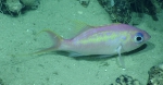 Anthias woodsi, 400 m Gulf of Mexico

Image courtesy of the NOAA Office of Ocean Exploration and Research, Gulf of Mexico 2017. Identification from photograph by A. Quattrini.