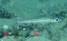 Argentina striata, 381 m Gulf of Mexico

Image courtesy of the NOAA Office of Ocean Exploration and Research, Gulf of Mexico 2017. Identification from photograph by A. Quattrini.