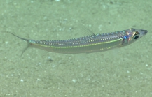 Argentina striata, 413 m Gulf of Mexico

Image courtesy of the NOAA Office of Ocean Exploration and Research, Gulf of Mexico 2017. Identification from photograph by A. Quattrini.