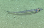 Argentina striata, 413 m Gulf of Mexico

Image courtesy of the NOAA Office of Ocean Exploration and Research, Gulf of Mexico 2017. Identification from photograph by A. Quattrini.
