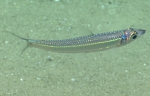 Argentina striata, 413 m Gulf of Mexico

Image courtesy of the NOAA Office of Ocean Exploration and Research, Gulf of Mexico 2017. Identification from photograph by A. Quattrini.