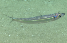 Argentina striata, 413 mGulf of Mexico

Image courtesy of the NOAA Office of Ocean Exploration and Research, Gulf of Mexico 2017. Identification from photograph by A. Quattrini.