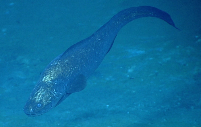 Bassogigas gilli Bassogigas gilli