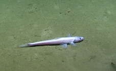 Bathysaurus mollis, 2071 m Gulf of Mexico

Image courtesy of the NOAA Office of Ocean Exploration and Research, Gulf of Mexico 2017. Identification from photograph by A. Quattrini.