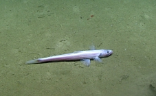 Bathysaurus mollis, 2071 mGulf of Mexico

Image courtesy of the NOAA Office of Ocean Exploration and Research, Gulf of Mexico 2017. Identification from photograph by A. Quattrini.