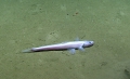 Bathysaurus mollis, 2071 m Gulf of Mexico

Image courtesy of the NOAA Office of Ocean Exploration and Research, Gulf of Mexico 2017. Identification from photograph by A. Quattrini.