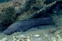 Cataetyx laticeps, 1075 mGulf of Mexico

Image courtesy of the NOAA Office of Ocean Exploration and Research, Gulf of Mexico 2017. Identification from photograph by A. Quattrini.