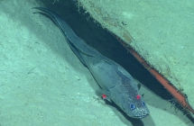 Cataetyx laticeps, 1566 mGulf of Mexico

Image courtesy of the NOAA Office of Ocean Exploration and Research, Gulf of Mexico 2017. Identification from photograph by A. Quattrini.