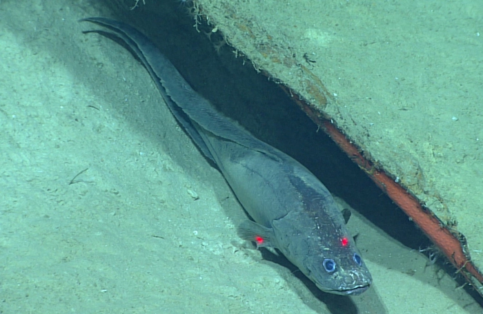 Cataetyx laticeps Cataetyx laticeps
