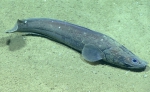 Cataetyx laticeps, 2019 m Gulf of Mexico

Image courtesy of the NOAA Office of Ocean Exploration and Research, Gulf of Mexico 2017. Identification from photograph by A. Quattrini.