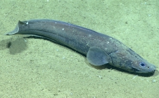 Cataetyx laticeps, 2019 mGulf of Mexico

Image courtesy of the NOAA Office of Ocean Exploration and Research, Gulf of Mexico 2017. Identification from photograph by A. Quattrini.