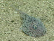 Chaunax sp., 409 mGulf of Mexico

Image courtesy of the NOAA Office of Ocean Exploration and Research, Gulf of Mexico 2017. Identification from photograph by J. Caruso and A. Quattrini.