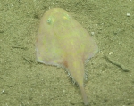 Chaunax suttkusi, 406 m Gulf of Mexico

Image courtesy of the NOAA Office of Ocean Exploration and Research, Gulf of Mexico 2017. Identification from photograph by J. Caruso and A. Quattrini.