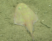 Chaunax suttkusi, 406 mGulf of Mexico

Image courtesy of the NOAA Office of Ocean Exploration and Research, Gulf of Mexico 2017. Identification from photograph by J. Caruso and A. Quattrini.