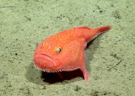 Chaunax suttkusi, 533 m Gulf of Mexico

Image courtesy of the NOAA Office of Ocean Exploration and Research, Gulf of Mexico 2017. Identification from photograph by J. Caruso and A. Quattrini.