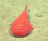 Chaunax suttkusi, 618 m Gulf of Mexico

Image courtesy of the NOAA Office of Ocean Exploration and Research, Gulf of Mexico 2017. Identification from photograph by J. Caruso and A. Quattrini.