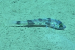 Chlorophthalmus agassizi, 400 m Gulf of Mexico

Image courtesy of the NOAA Office of Ocean Exploration and Research, Gulf of Mexico 2017. Identification from photograph by A. Quattrini.