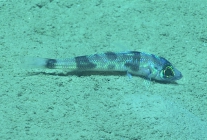 Chlorophthalmus agassizi, 400 mGulf of Mexico

Image courtesy of the NOAA Office of Ocean Exploration and Research, Gulf of Mexico 2017. Identification from photograph by A. Quattrini.