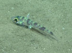 Chlorophthalmus agassizi, 406 m Gulf of Mexico

Image courtesy of the NOAA Office of Ocean Exploration and Research, Gulf of Mexico 2017. Identification from photograph by A. Quattrini.