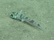 Chlorophthalmus agassizi, 406 m Gulf of Mexico

Image courtesy of the NOAA Office of Ocean Exploration and Research, Gulf of Mexico 2017. Identification from photograph by A. Quattrini.