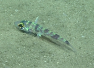 Chlorophthalmus agassizi, 406 mGulf of Mexico

Image courtesy of the NOAA Office of Ocean Exploration and Research, Gulf of Mexico 2017. Identification from photograph by A. Quattrini.