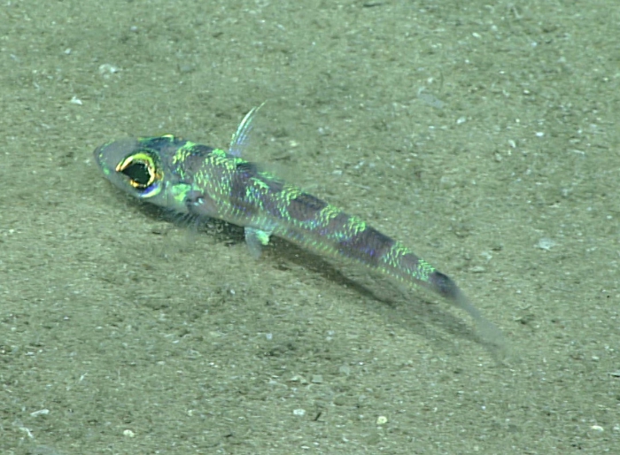 Chlorophthalmus agassizi Chlorophthalmus agassizi
