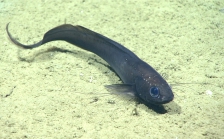 Dicrolene sp., 804 m Gulf of Mexico

Image courtesy of the NOAA Office of Ocean Exploration and Research, Gulf of Mexico 2017. Identification from photograph by A. Quattrini.