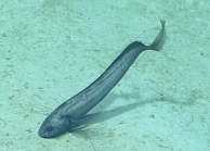 Dicrolene sp., 1176 mGulf of Mexico

Image courtesy of the NOAA Office of Ocean Exploration and Research, Gulf of Mexico 2017. Identification from photograph by A. Quattrini.