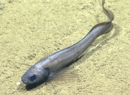 Dicrolene sp., 1625 mGulf of Mexico

Image courtesy of the NOAA Office of Ocean Exploration and Research, Gulf of Mexico 2017. Identification from photograph by A. Quattrini.