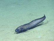 Dicrolene sp., 1905 mGulf of Mexico

Image courtesy of the NOAA Office of Ocean Exploration and Research, Gulf of Mexico 2017. Identification from photograph by A. Quattrini.