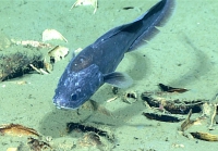 Diplacanthopoma sp., 1129 mGulf of Mexico

Image courtesy of the NOAA Office of Ocean Exploration and Research, Gulf of Mexico 2017. Identification from photograph by A. Quattrini.